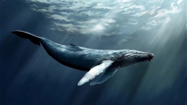 بازی نهنگ آبی,چالش کشنده نهنگ آبی,آوافیکس